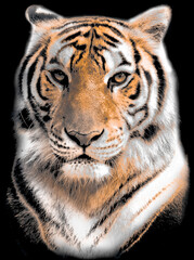 Coloured tiger graphic design