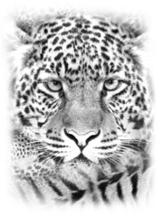 Mixed animals print