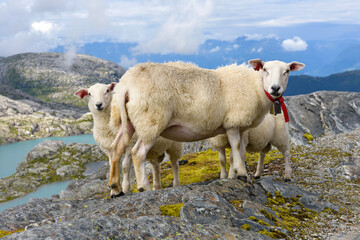 Obraz na płótnie Canvas cow in the mountains