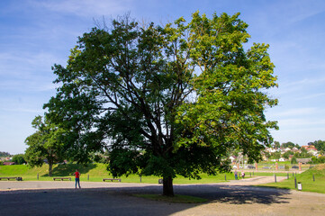 Big old green oak tree in the square