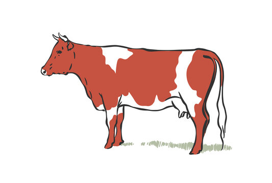 A picture of a spotted cow on a white background. Vector illustration.