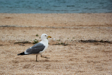 A business seagull walks by the sea on the sand, raising its legs like a soldier