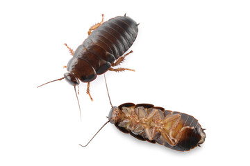 Two brown cockroaches on white background. Pest control