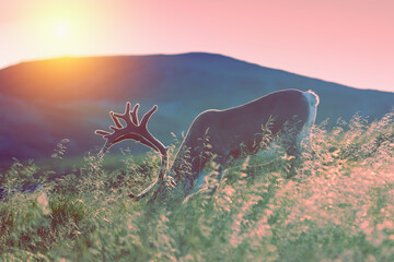 Deer grazing in a meadow in Lapland at sunset against a background of a mountain