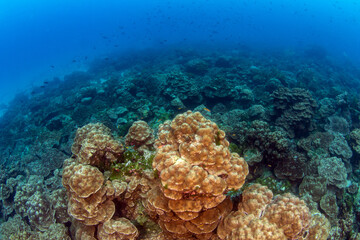 Scuba diving at Cocos Island, Costa Rica