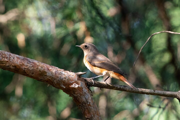 Muscicapa striata sit on tree
Spotted flycatcher sit on branch Volgograd region, Russia.