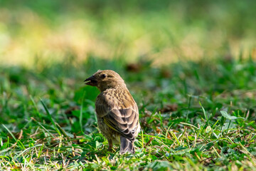 Carduelis chloris syriacus sit on grass
European greenfinch sit on grass Volgograd region, Russia.