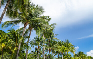 Fototapeta na wymiar Tropical palm trees against clear blue sky.