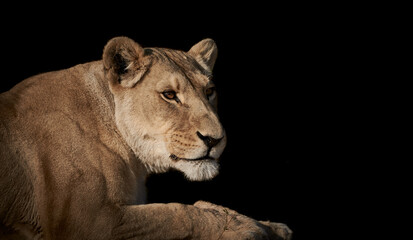 Fototapeta na wymiar Close-up side view of a lioness isolated on black background