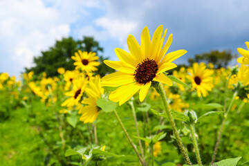 ひまわり 向日葵 ヒマワリ 夏 黄色 鮮やか かわいい 綺麗 夏の風景 群生