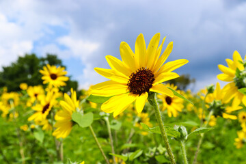 ひまわり 向日葵 ヒマワリ 夏 黄色 鮮やか かわいい 綺麗 夏の風景 グリーン 大輪