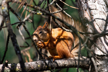 Red squirrel eat nuts on spring scene, Sciurus vulgaris