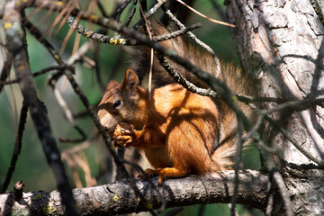 Red squirrel eat nuts on spring scene, Sciurus vulgaris