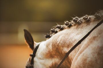 A rear view of the scruff of a dapple horse with a beautiful braided mane and a bridle on its...