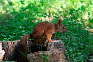 Red squirrel eat nuts on spring scene, Sciurus vulgaris
