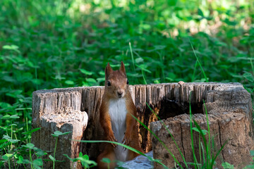 Red squirrel eat nuts on spring scene, Sciurus vulgaris