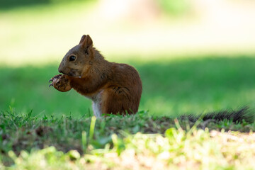 Naklejka na ściany i meble Red squirrel eat nuts on spring scene, Sciurus vulgaris