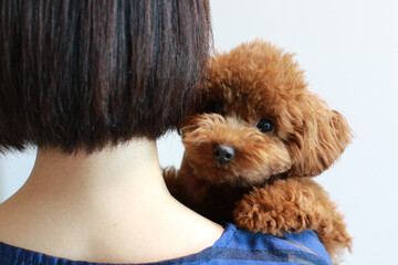 ティーカッププードル