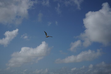 テキサス州コーパスクリスティの海鳥