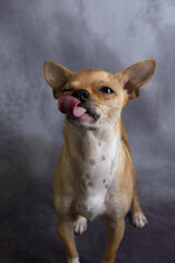 Obraz premium Chihuahua Dog sticking tongue out Expressions