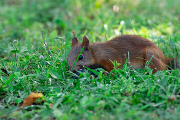 Red squirrel eat nuts on spring scene, Sciurus vulgaris
