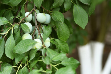 Green plum berries on a branch