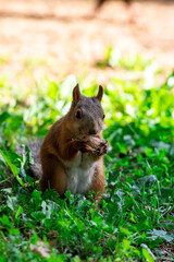 Red squirrel eat nuts on spring scene, Sciurus vulgaris
