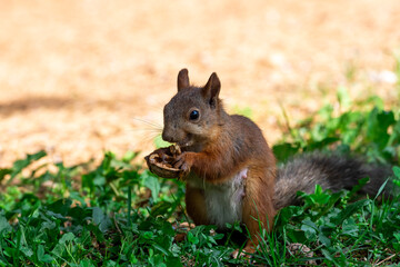 Red squirrel eat nuts on spring scene, Sciurus vulgaris