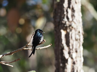 Fototapeta premium The bronzed drongo is a small Indomalayan bird belonging to the drongo group.