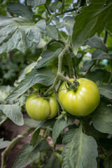 Unripe green tomatoes growing in the vegetable garden, Close up. Growing Organic products.