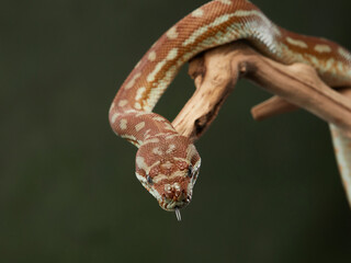 snake on a green background. Carpet python. Animal in the studio