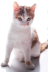 Happy kitten looks to the side. isolated on white background