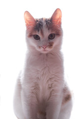 Happy kitten looks to the side. isolated on white background