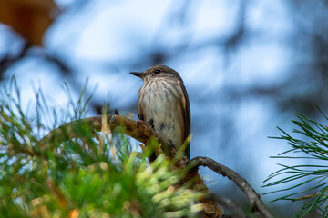 Muscicapa striata sit on tree
Spotted flycatcher sit on branch Volgograd region, Russia.
