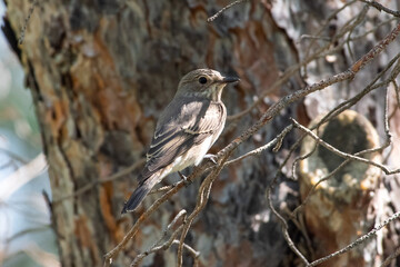 Muscicapa striata sit on tree
Spotted flycatcher sit on branch Volgograd region, Russia.
