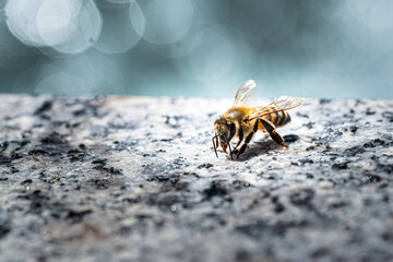 Bee drinks on a brick wall