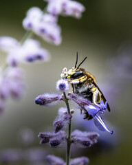 wild bee on purple flower - obrazy, fototapety, plakaty