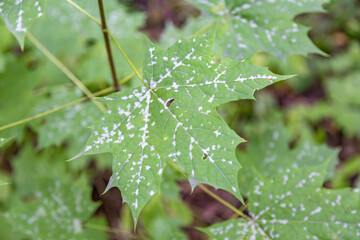 A withered sickly leaf of a green plant. Consequences of chemical treatment with pesticides
