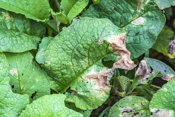 A withered sickly leaf of a green plant. Consequences of chemical treatment with pesticides