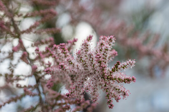 Blooming of Tamarisk or salt cedar green plant with pink flowers