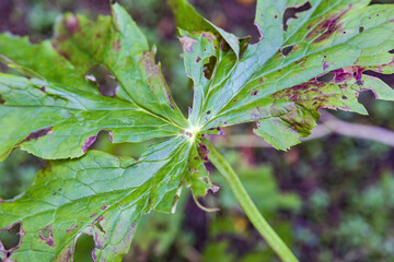 A withered sickly leaf of a green plant. Consequences of chemical treatment with pesticides