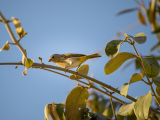 little bird in the tree