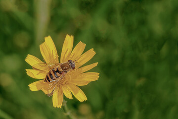 Macro close-up of a wasp on a yellow flower