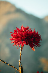 amazing tree of red flowers