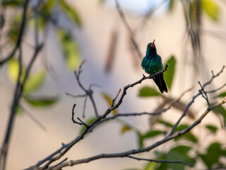 red beak hummingbird