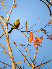 little bird in the tree