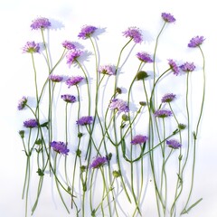 Wildflowers lie on a light surface. 