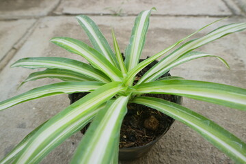 Plant with long, pointed leaves called Dracaena Marginata