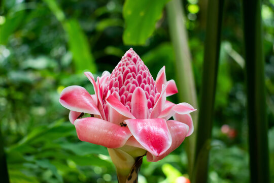 A beautiful pink torch flower or etlingera elatior against a green, blurred nature background of leaves and plants.