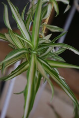 Obraz premium Plant with long, pointed leaves called Dracaena Marginata